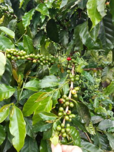 Developing coffee cherries go red when ripe for picking.
